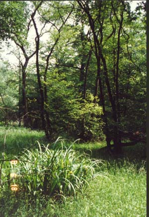 Der intakte Hambacher Forst 1994